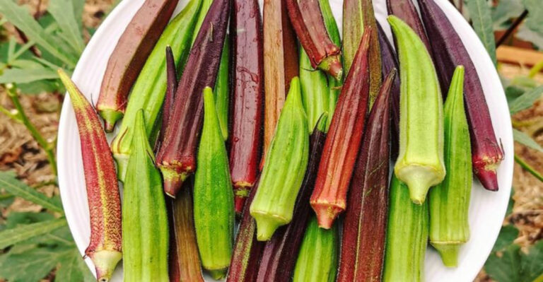 Surprising Health Benefits of America’s Favorite Veggies – You’ll Want More!