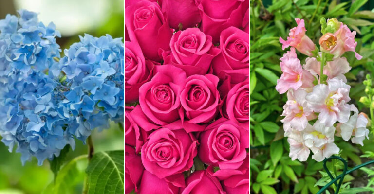 The 30 Best Flowers for a Low-Allergen Garden