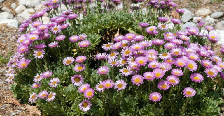 The Best 20 California Native Ground Covers for a Lush, Low-Maintenance Yard