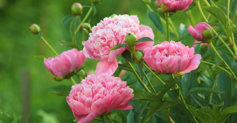 The Secret to Fertilizing Peonies: Boost Their Blooms Before Spring Arrives!