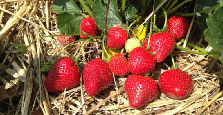 The Secret to Fertilizing Strawberries: Why Timing Matters for the Best Harvest!