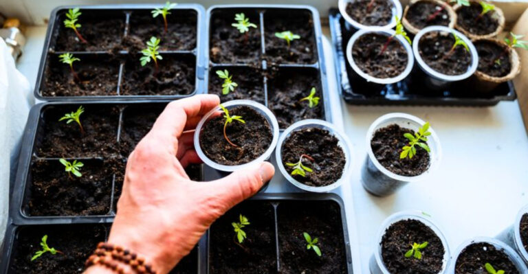 The Ultimate Guide: When to Start Seeds Indoors for Your Hardiness Zone