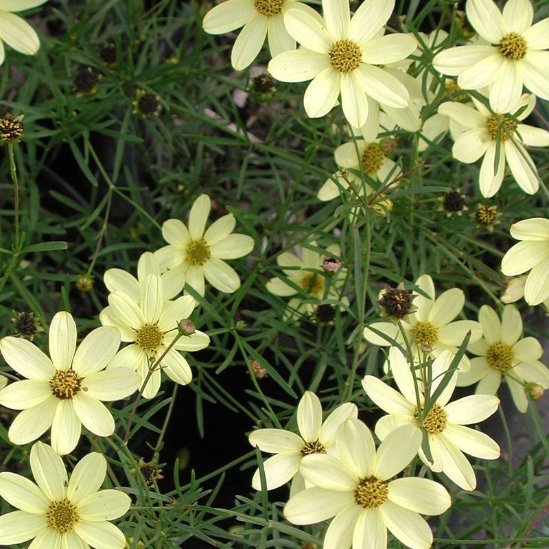 Tickseed (Coreopsis verticillata, e.g. ‘Moonbeam’)