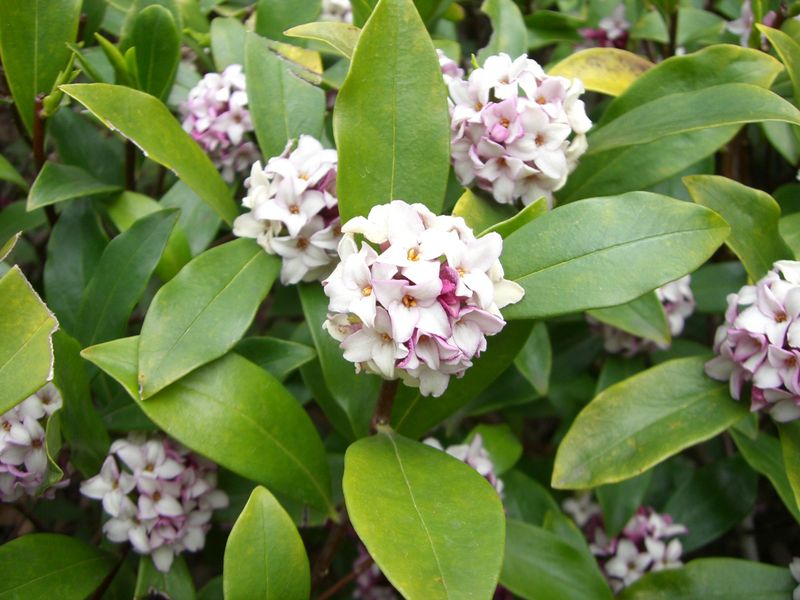 Daphne Odora (沈丁花, Jinchōge)