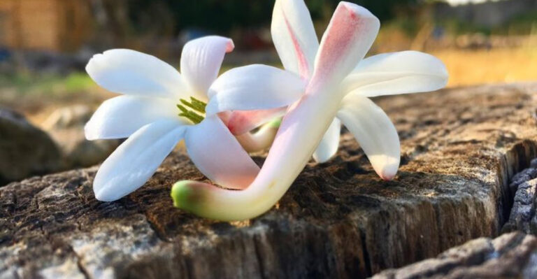 Tuberose Planting & Care: Grow These Fragrant Blooms Like a Pro