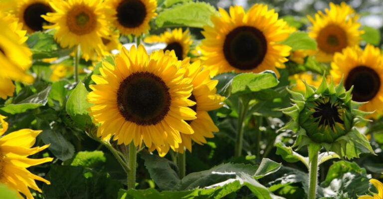 10+ Reasons You Should Be Growing Sunflowers in Your Garden Right Now