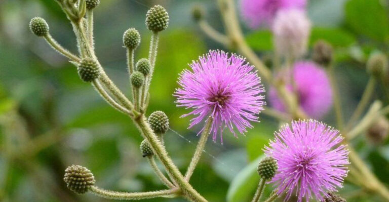 10 Amazing Benefits and Uses of the Dormidera (Touch-Me-Not) Plant