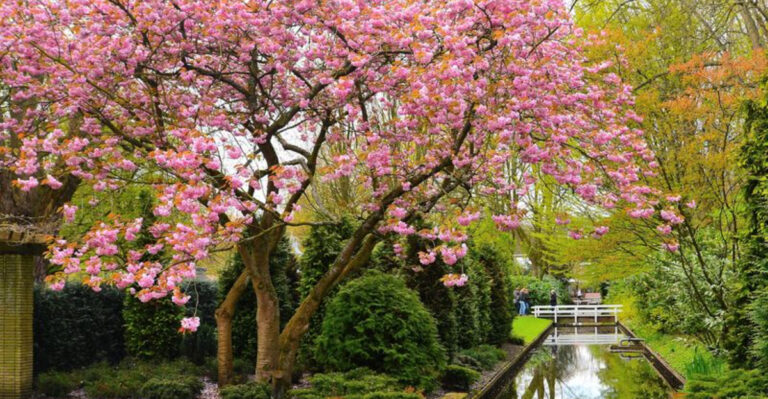10 Best Blossom Trees to Plant in March for Gorgeous, Fluffy Spring Blooms
