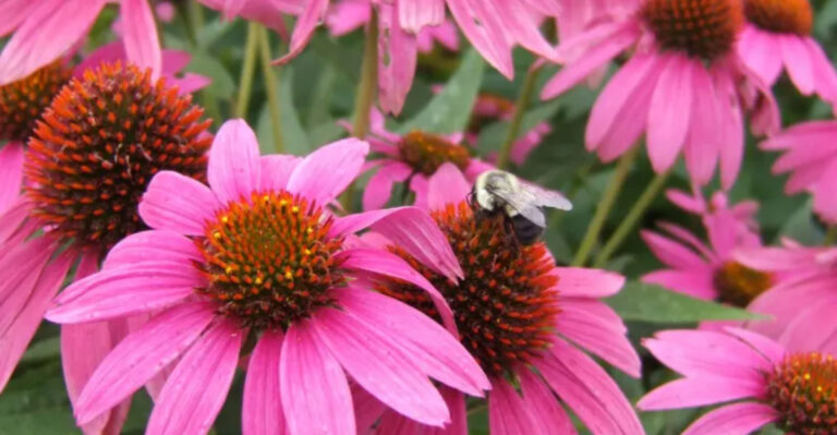 10 Best Nectar-Producing Plants For Honey Bees And Other Pollinators