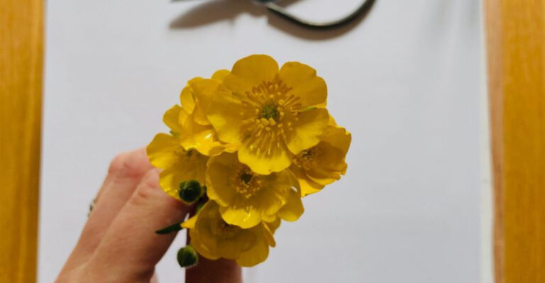 10 Easiest Flowers to Press for Beautiful, Lasting Keepsakes