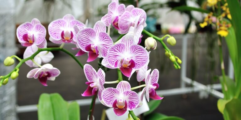 10 Everyday Household Items That Will Keep Your Orchids Blooming Beautifully For Years