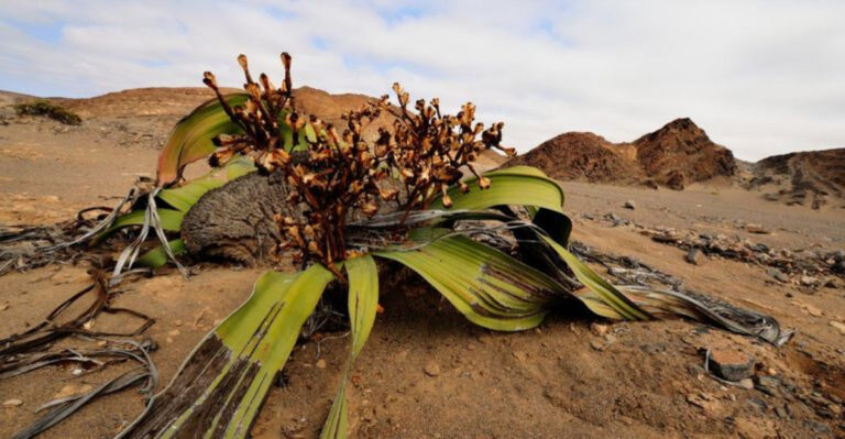 10 Fascinating Facts About Welwitschia – One of the Oldest Plants on Earth