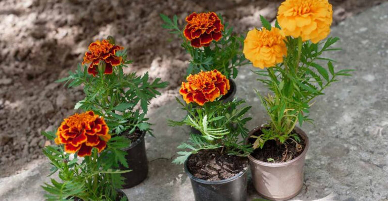 10 Flowers That Aren’t Worth Buying as Seedlings