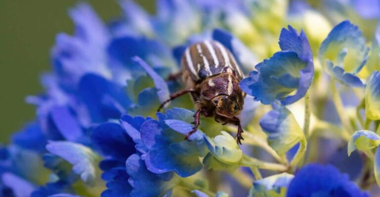 10 Mistakes That Could Be Sabotaging Your Beautiful Hydrangeas