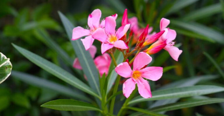 10 Plants That Look Perfect but They’re Killing Your Hummingbirds Garden