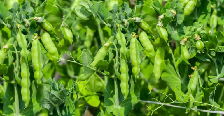 10 Plants That Should Never Be Planted Near Peas