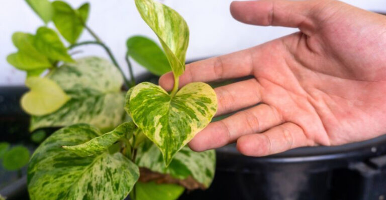 10 Pothos Care Mistakes That Could Be Hurting Your Plant