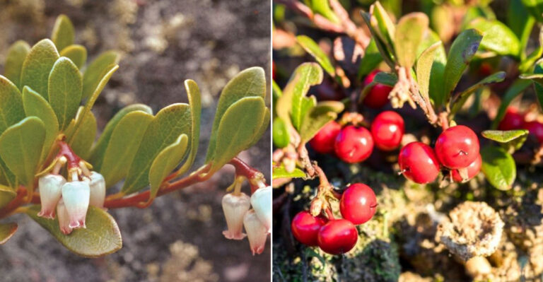 10 Reasons Bearberry Is the Perfect Low-Maintenance Ground Cover for Your Garden