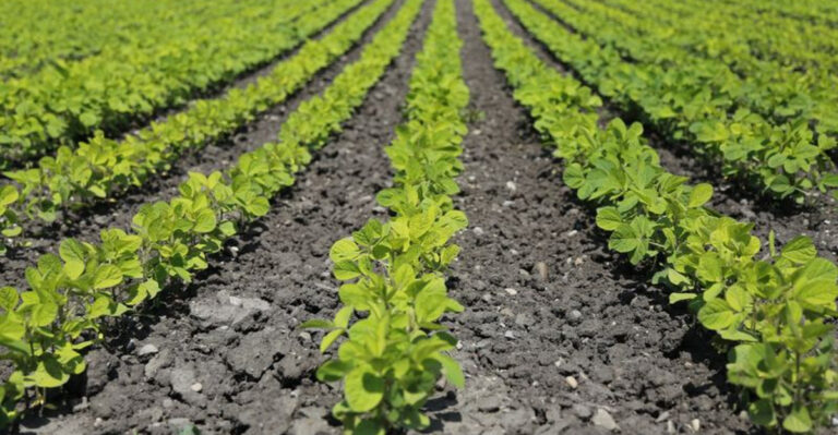 10 Reasons You Need To Rotate Your Crops Before Spring Starts
