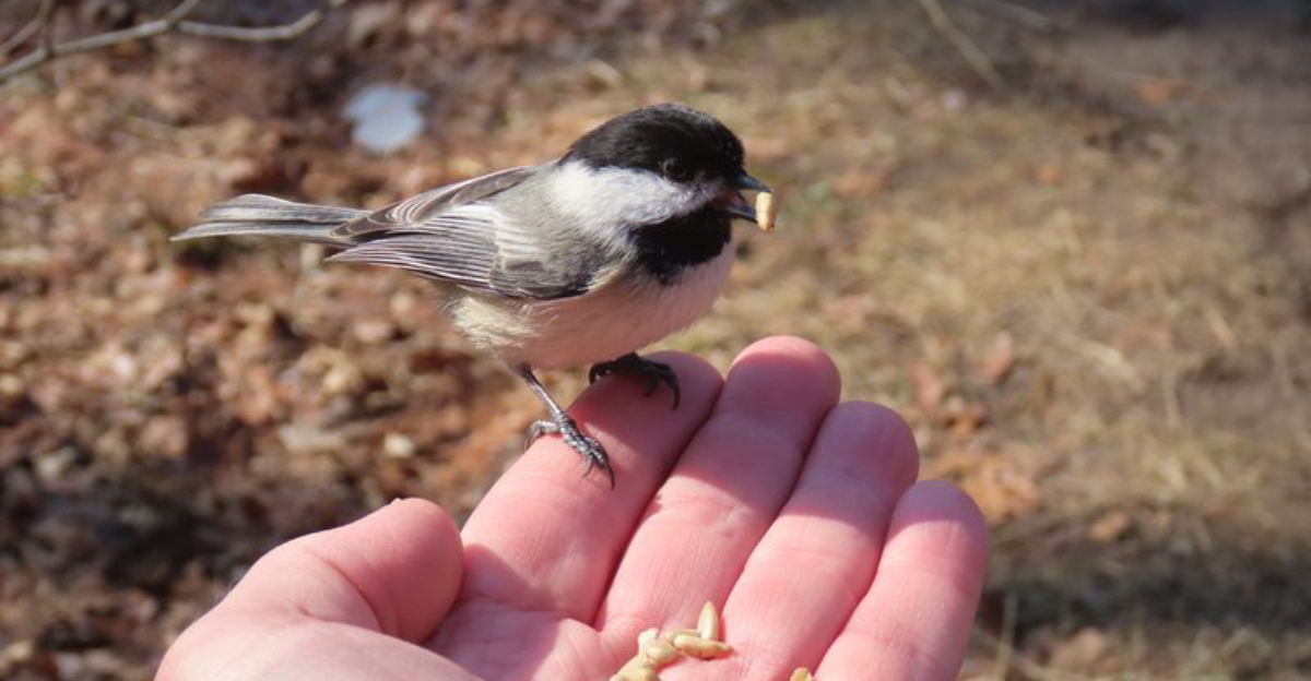 10 Simple Ways to Turn Your Garden into a Chickadee Paradise! 🐦 ...