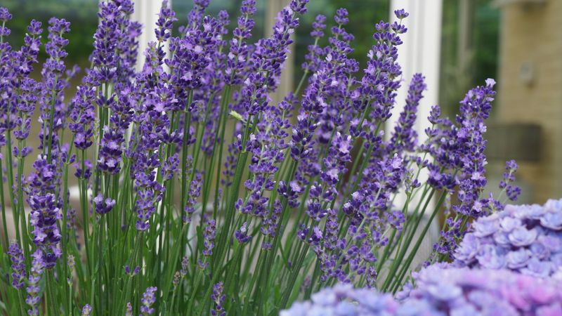 Lavender (Lavandula)