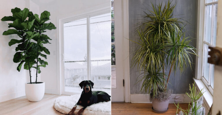 10 Stunning Large Houseplants You Can Propagate Effortlessly in Water