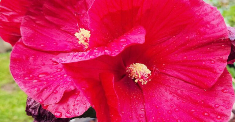 10 Surprising Hibiscus Facts That Will Make You Love This Stunning Bloom Even More!
