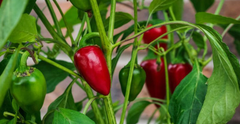 10 Worst Plants to Grow Next to Your Potatoes