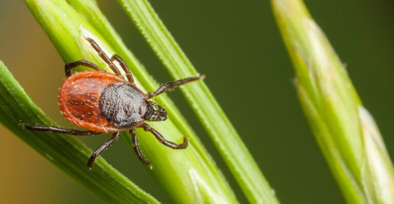 11 Easy Ways to Keep Ticks Out of Your Yard This Spring and Summer