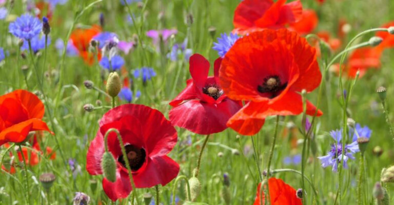 11 Expert Tips for Growing Perfect Poppies Every Year