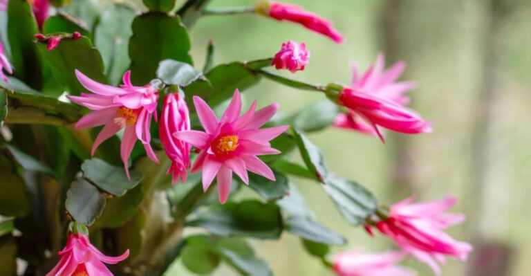 11 Reasons to Grow an Easter Cactus for Colorful Springtime Blooms