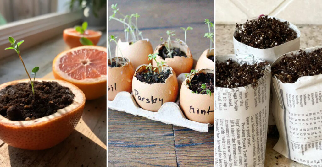 11 Surprising Household Items You Can Use to Start Seeds