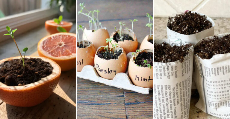 11 Surprising Household Items You Can Use to Start Seeds
