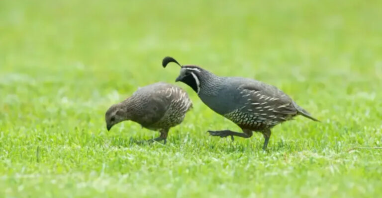 11 Surprising Things You Never Knew About Quail