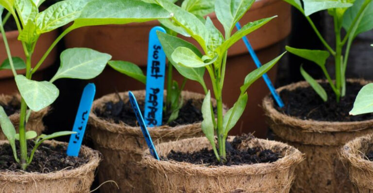 12 Common Mistakes Gardeners Make When Transplanting Seedlings (And How to Avoid Them)