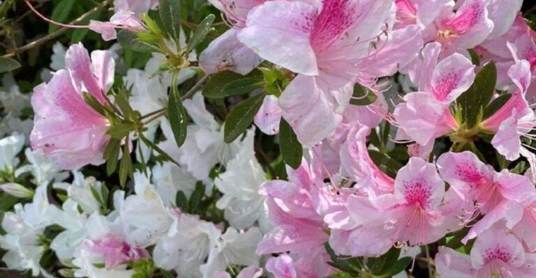 12 Easter Blooms: The Symbolic Meanings Behind Spring’s Favorite Flowers