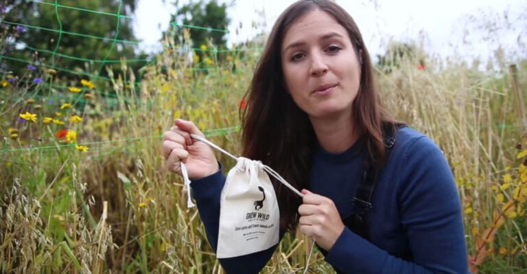 12 Expert Tips for Collecting and Storing Wildflower Seeds Like a Pro