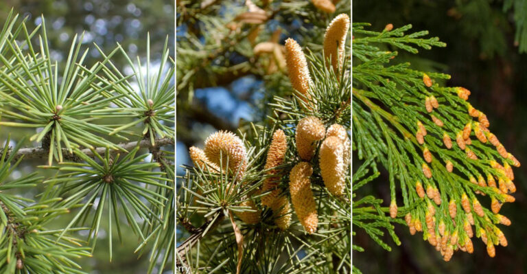 12 Low-Maintenance Cedar Plants That Smell as Good as They Look