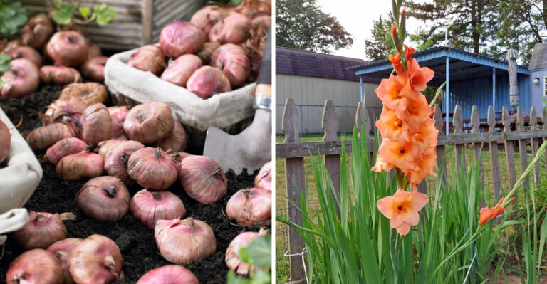 12 Proven Secrets to Growing Stunning, Oversized Gladiolus Blooms This Summer!