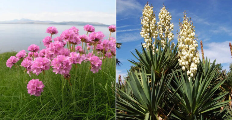 12 Resilient Plants That Thrive in Windy Gardens