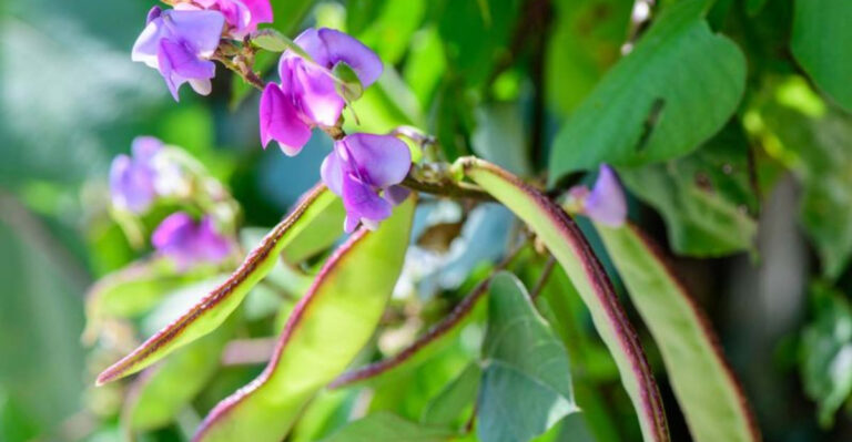 13 Essential Tips for Growing a Thriving Purple Hyacinth Bean Vine
