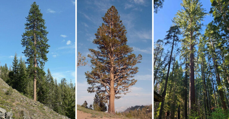 13 Mighty Pines of North America: From Towering Giants to Cone-Dropping Beasts!