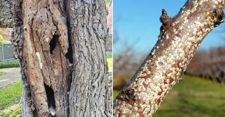 13 Signs It’s Time to Remove a Tree from Your Yard