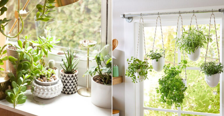 14 Easy Ways to Create a Stunning Window Garden for Year-Round Beauty