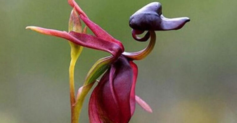 14 Flowers So Beautiful They’ll Trick You Into Thinking They’re Birds