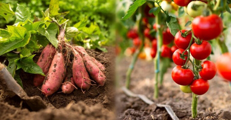 14 Plant Combos That Secretly Sabotage Each Other – Don’t Grow Them Side by Side!