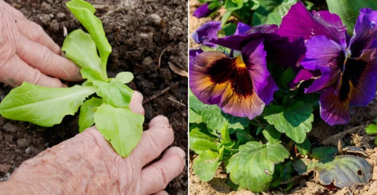 14 Plants That Won’t Thrive If You Plant Them in Spring