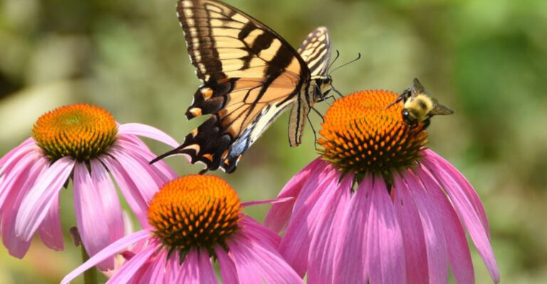 14 Reasons Your Garden Desperately Needs Bees & Butterflies—And How to Bring Them Buzzing Back