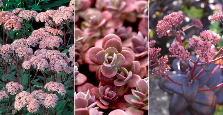 14 Stunning Stonecrop Sedums to Grow for a Resilient and Beautiful Garden