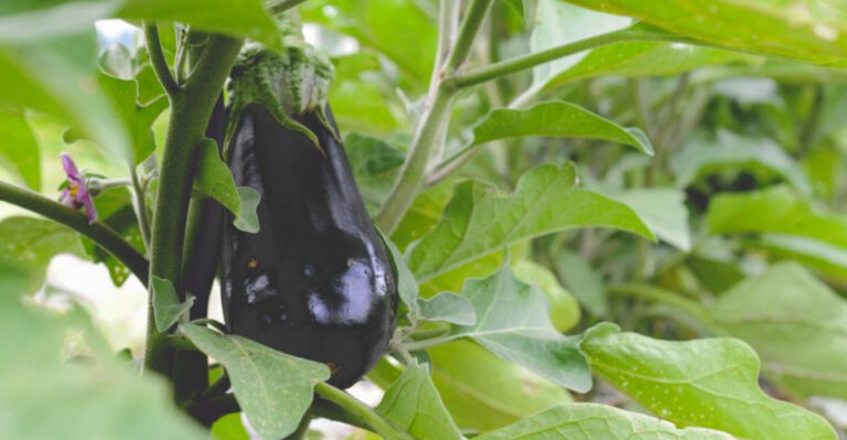14 Vegetables That Are Surprisingly Hard to Grow (Even for Experienced Gardeners)
